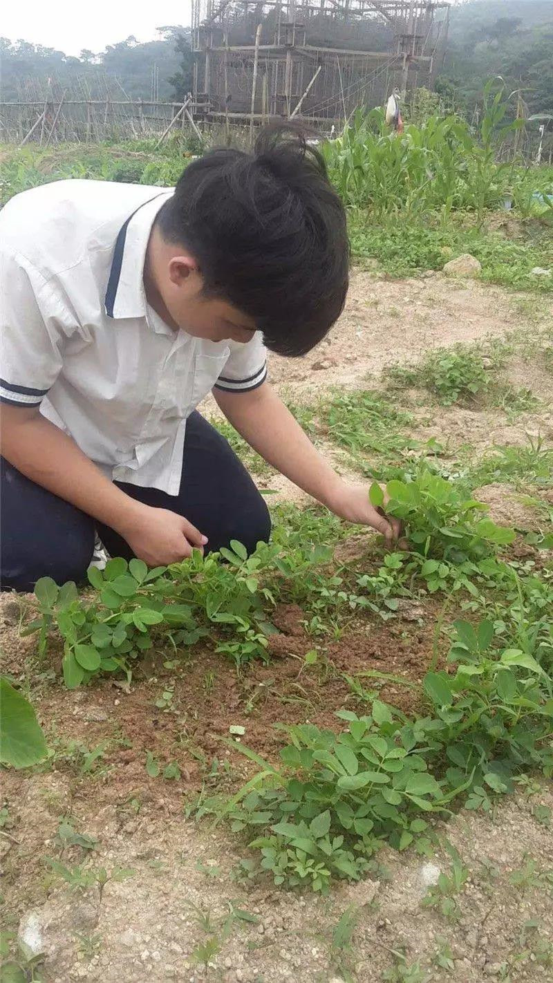 学种菜 知农事—高中国际部开设"农耕课,让学生体验农耕乐